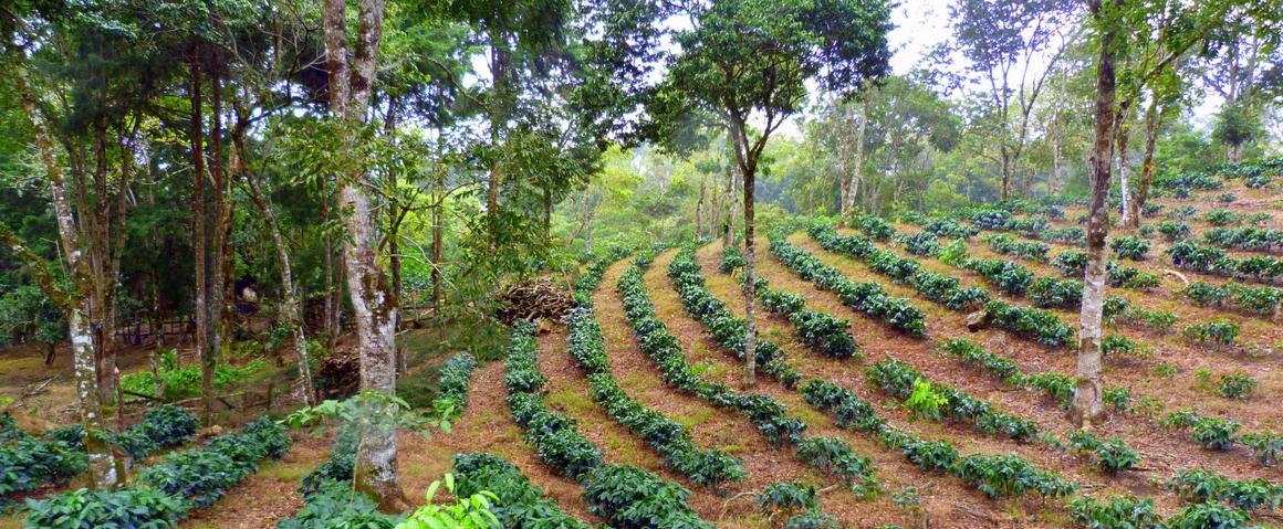 Plantation de café arabica sous ombrage en systèmes agroforestiers, au Nicaragua © E. Penot, Cirad